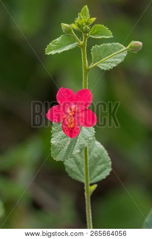 Small red flower of Hibiscus aponeurus growing in grassland at Serengeti National Park in Tanzania, East Africa (Hibiscus aponeurus)