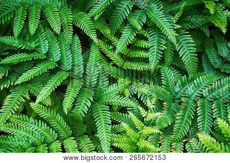 Green Fern Plant Texture As Very Nice Natural Background