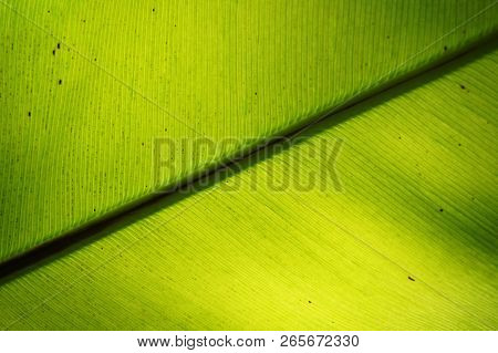 Green Fern Plant Texture