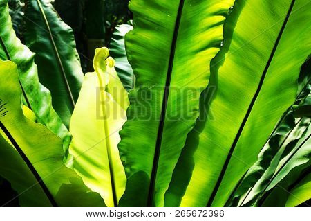 Green Fern Plant Texture