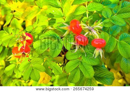 Sweet Red Berry Briar Growing On Bush With Green Leaves, Natural Plant Product Hanging On Branch. Br