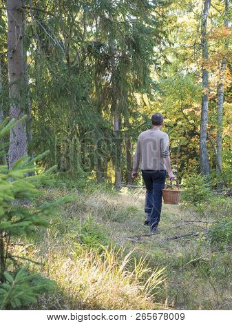 Beck Of Young Man In Deciduous Forest Is Hunting For A Mushrooms Holding Whicker Basket Creel, Mushr