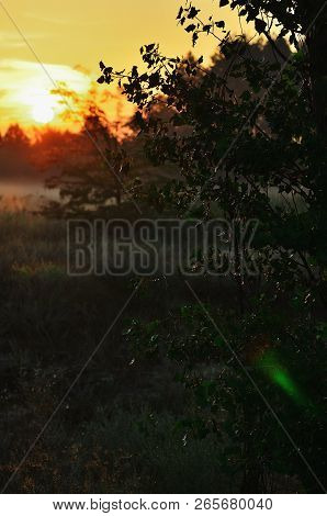 A Close-up Tree. Dawn In The Forest, Sun In The Meadow. Red Sky