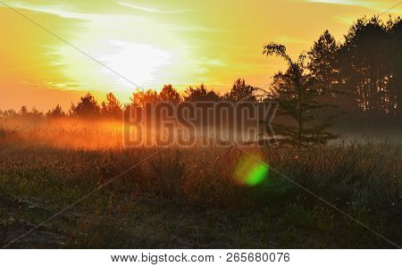 Sunlight On The Meadow, Red Sky, Grass And Trees. Dawn