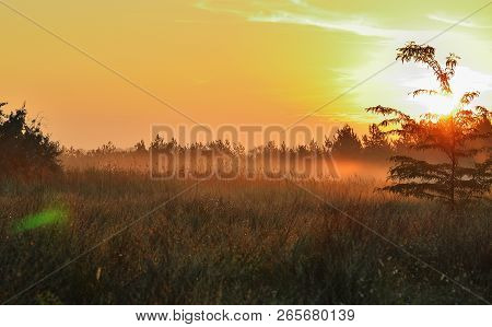 Meadow In The Fog, Dawn, Red Sun And Sky. Grass And Trees