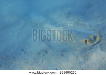 Taeniura Lymma Exotic Fish From The Red Sea