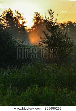 Spruce In The Middle Of A Meadow, Morning Light. Grass, Trees, Dawn