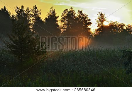 Forest Under The Morning Sunlight, Red Sky. Grass And Trees In The Fog