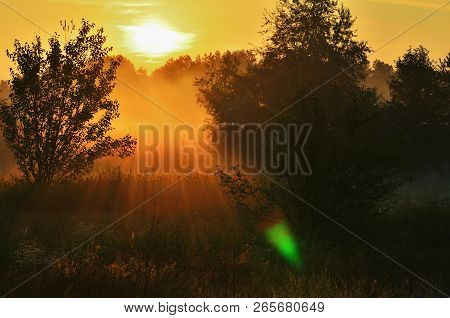 Dense Morning Fog Among Tall Trees, Sunshine, Red Sky, Dawn, Nobody