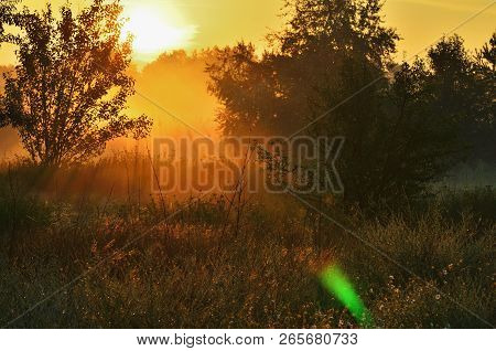 The Sunlight Pours Meadow, Trees And Grass In The Fog. Dawn In The Woods
