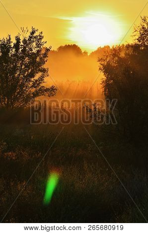 Bright Sunny Morning Light In The Woods, Trees, Grass And Field Flowers