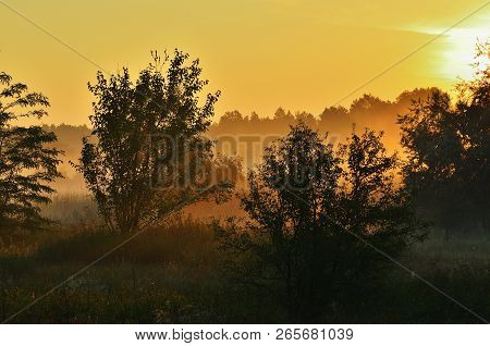 Shrubs And Trees In A Meadow Under Sunlight And Fog. Dawn, Bright Sky