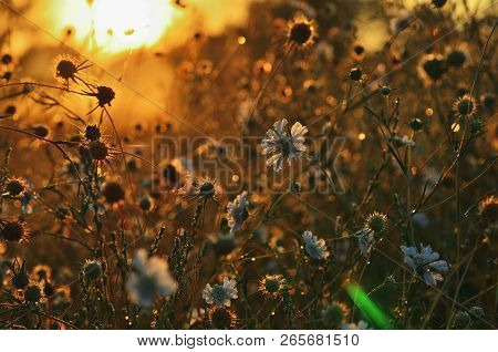 Steppe Flowers In The Morning Sun On The Outside. Flowers Close-up
