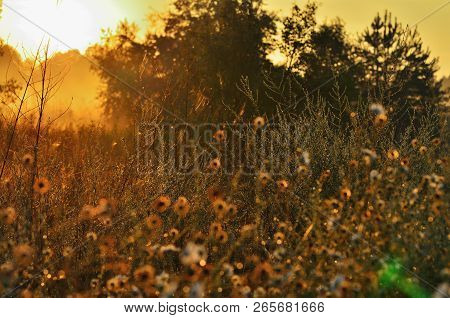Steppe Grass And Flowers Under Sunlight And Fog. Morning Sun, Red Sky