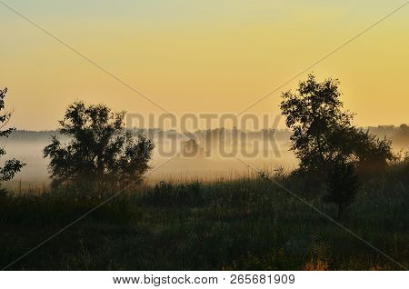 A Thick Fog In The Meadow Between The Forest, Covering Trees And Grass