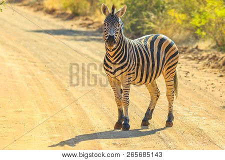 African Zebra Standing On The Gravel Road. Game Drive Safari In Marakele National Park, Part Of The 