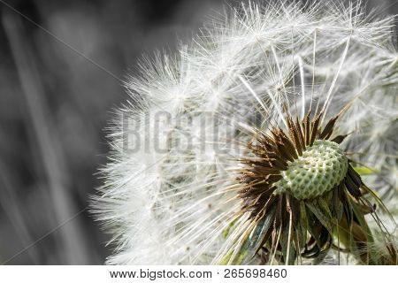 Blowball Dandelion Seed Head Flower Blossom White Green Spring Missing Seeds