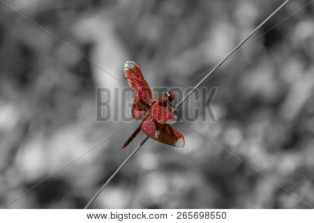 Red Dragon Fly Sitting On Straw In Front Of Black And White Background