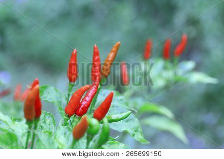 Red Chilli In Organic Farm Of Thailand.