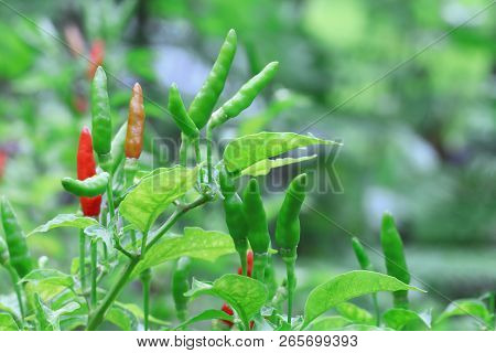 Red Chilli In Organic Farm Of Thailand.
