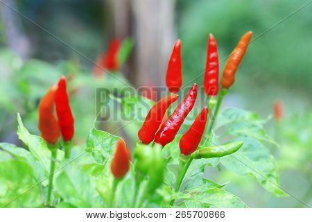 Red Chilli In Organic Farm Of Thailand.