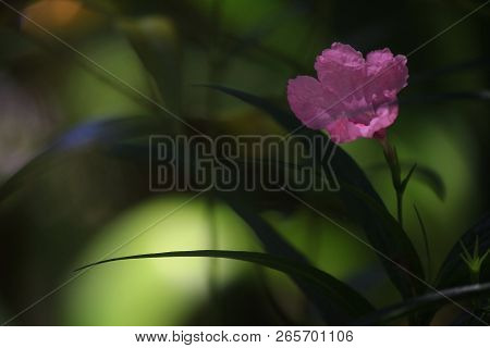 Thai Flower : Ruellia Tuberosa Is A Species Of Flowering Plant In The Acanthaceae Family. Its Native
