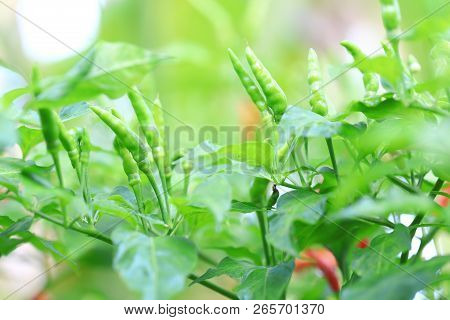 Green Chilli In Organic Farm Of Thailand.