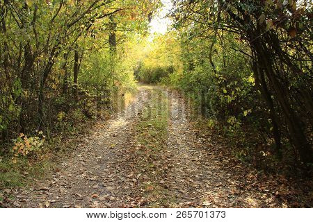 Beautiful Forest Path Near Weissach In The Heckengäu.