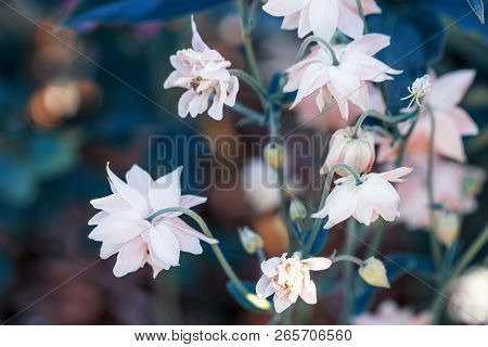 Beautiful Meadow Field With Wild Flowers. Spring Or Summer Wildflowers Closeup. Health Care Concept.