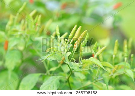 Green Chilli In Organic Farm Of Chili Organic Garden In Thailand.