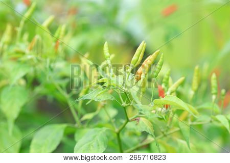 Green Chilli In Organic Farm Of Chili Organic Garden In Thailand.