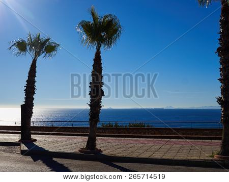 Palm Tree By The Mediterranean Sea Coast Beach With Clear Blue Water Costa Blanca Spain