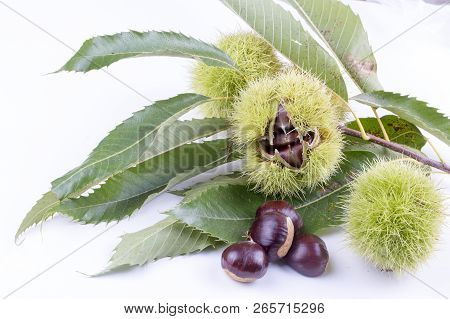 Ripe Chestnuts Close Up. Raw Chestnuts For Christmas. Fresh Sweet Chestnut. Castanea Sativa Top Wiew