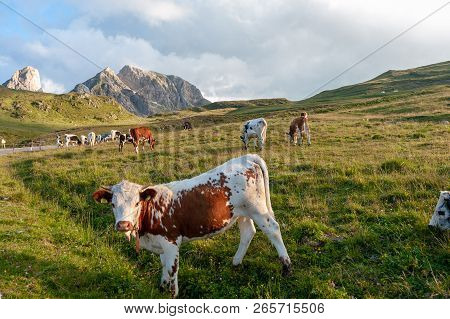 A Witrik Cow In The Italian Dolomites Near The Giau Pass.