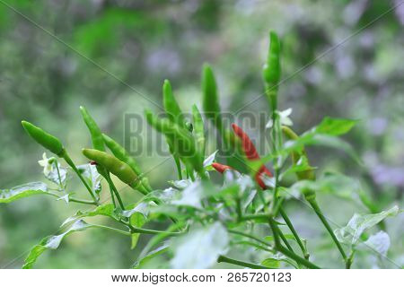 Green Chilli In Organic Farm Of Chili Organic Garden In Thailand.