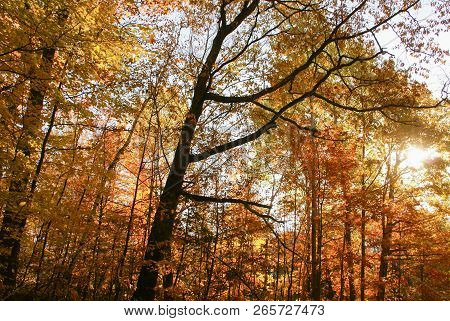 Yellow, Orange, And Red Leaves Of Autumn During Morning With The Sun Shining Through Trees Near Hinc