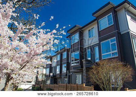 Modern Low Rise Wood Frame Complex. On Sunny Day In Spring With Blooming Sakura Trees.
