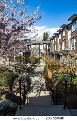 New Modern Low Rise Appartament Complex On A Sunny Spring Day With Blooming Sakura Trees.