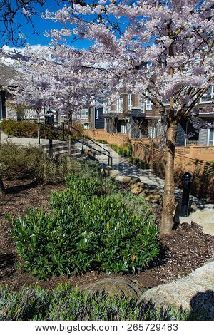 New Modern Low Rise Appartament Complex On A Sunny Spring Day With Blooming Sakura Trees.