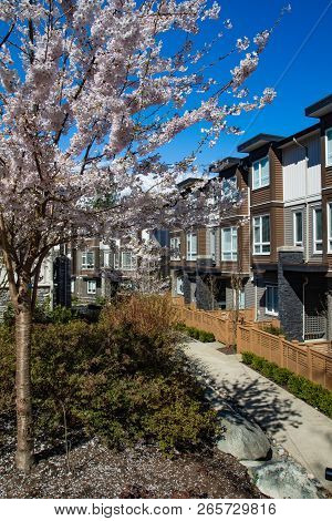 New Modern Low Rise Appartament Complex On A Sunny Spring Day With Blooming Sakura Trees.