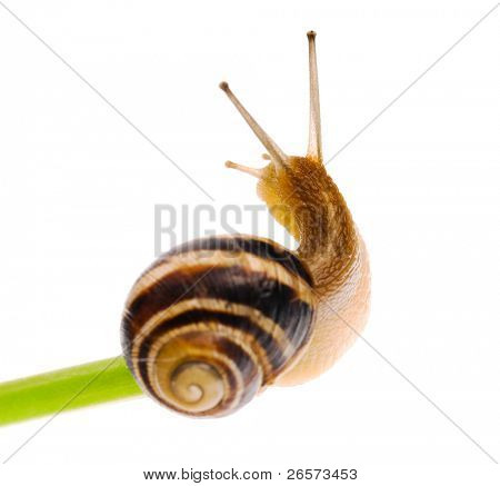 Grande caracol jardim isolado em um fundo branco