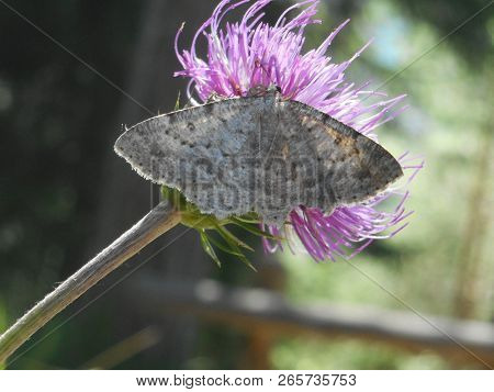 Small Brown Geometer Moth In The Forest