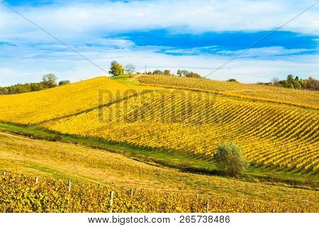 Croatia, Daruvar, Beautiful Countryside Landscape, Colorful Vineyards In Autumn On Hill