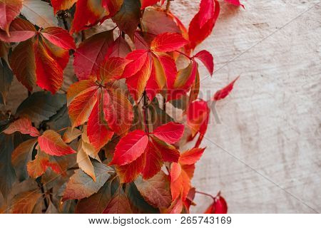 Background Of Red And Green Virginia Creeper Known As Five-leaved Ivy On The Wall.