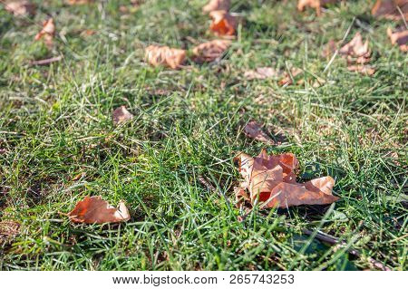 Closeup Of Brown Fallen Autumn Leaves In The Foreground Among The Fresh Green Blades Of Grass. The C