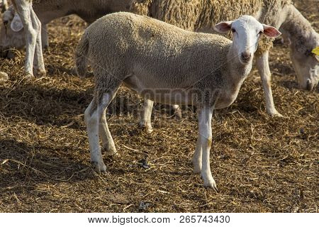 Small White Sheep, Farm Animal, Sheep Outdoor