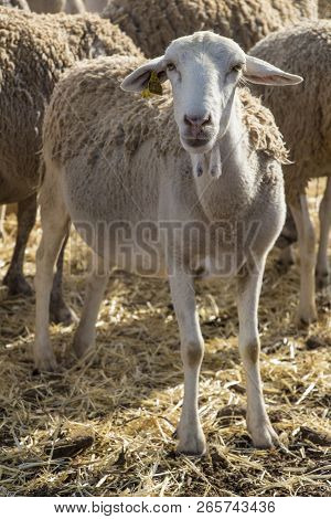 Small White Sheep, Sheep Outdoor, Farm Animal