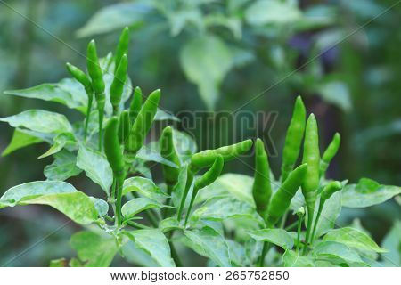 Green Chilli In Organic Farm Of Chili Organic Garden In Thailand.