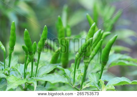 Green Chilli In Organic Farm Of Chili Organic Garden In Thailand.