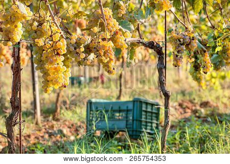 Grapeyard With Plastic Harvest Box For Grape. Ggreen Valley With Wineyards.